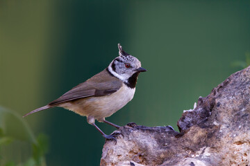 Crested tit perched on a stone looking for food