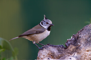 Crested tit perched on a stone looking for food