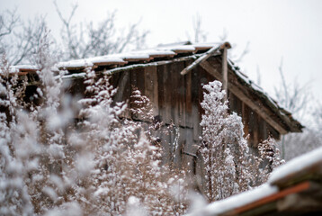 Snowy winter plants - 481966539
