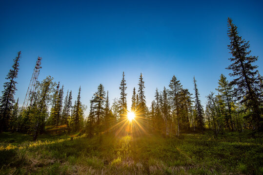 sunset in the forest