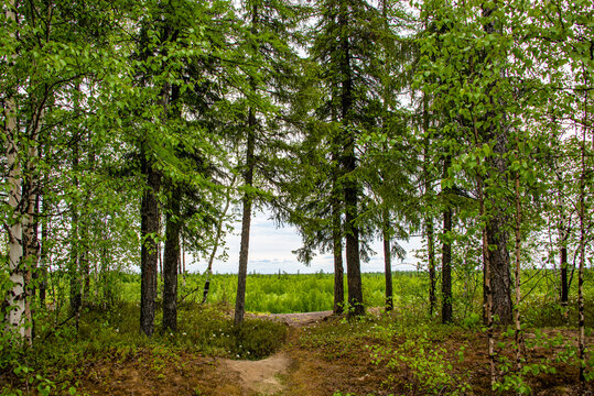 trees in the forest