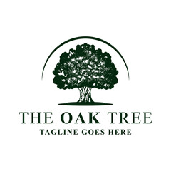 Obraz premium Oak tree logo design template