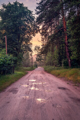 Forest after the storm