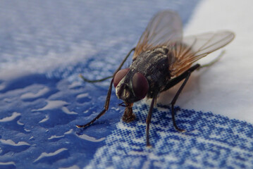 close up of fly