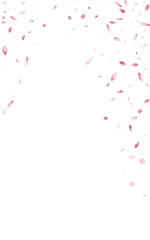 Obraz na płótnie Canvas Pink Blossom Falling Vector White Background.