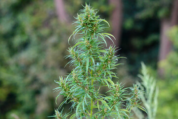 Bush Flowering herb hemp with seeds. Concept breeding of marijuana, cannabis, legalization