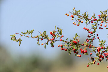 Crataegus. Red forest berries on a branch. Close-up of ripe fruits of red hawthorn with natural background. Hawthorn bush, berries in medicine, cosmetology