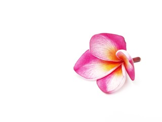 Picture of Plumeria on a white background.