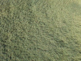 Top view on background texture of green grass reeds - obrazy, fototapety, plakaty