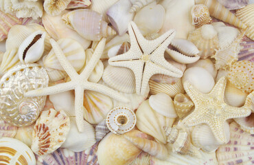 Three starfishes on white seashells background