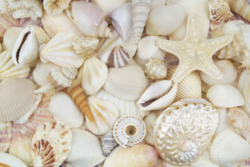 Many amazing sea shells and starfish close up