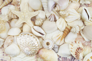 Seashells with starfish. Beautiful seashells texture or background.
