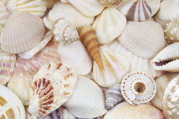 Seashell collection, seashells piled together