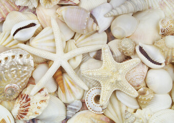 Fototapeta na wymiar Tropical shells and white starfishes