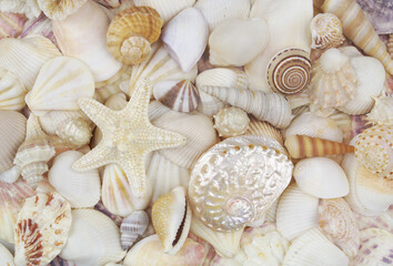 Many seashells with starfish