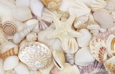 Seashells background, lots of amazing seashells and starfish mixed