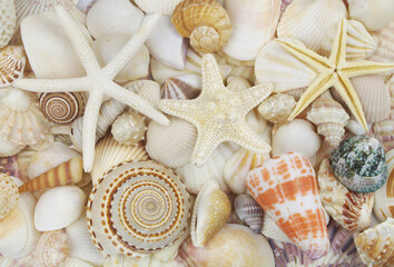 Seashell background, lots of amazing sea shells and starfishes