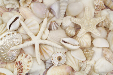 Seashells background with starfishes