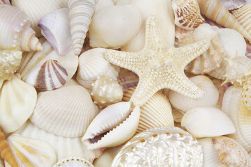 Starfish and many seashells close up