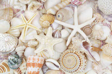 Seashells with starfishes. Shot of beautiful seashells texture or background.