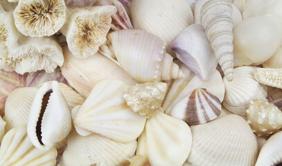 Seashell background, lots of different seashells piled together 
