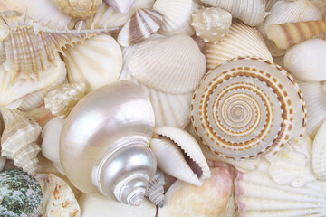 Colorful tropical seashells as background
