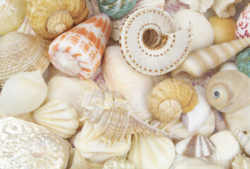 Seashell collection, seashells piled together