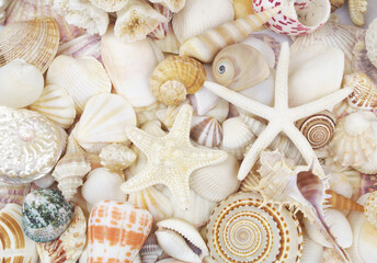 Many different colorful seashells and starfish and white pearls.