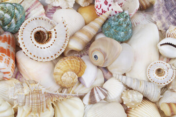 Seashell collection, seashells piled together