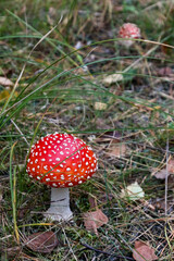 Amanita muscaria - Fliegenpilz mit weißen Punkten auf dem Pilzhut auf dem Waldboden (focus motiv)