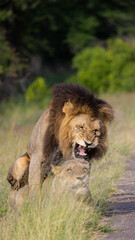 a mating pair of lions in Kruger.