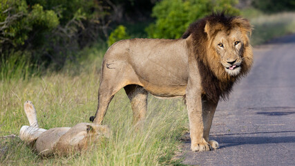 a mating pair of lions in Kruger.