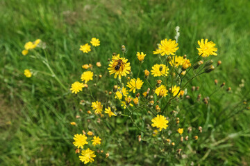 bright yellow flowers on a meadow being pollinated by bees