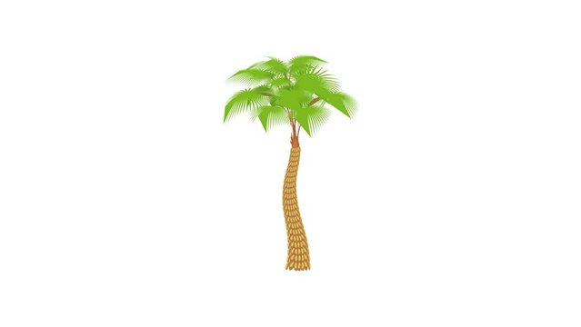 Big palm tree icon animation best cartoon object on white background