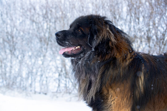 large dog of the Leonberger breed close-up portrait stands on a snowy meadow
