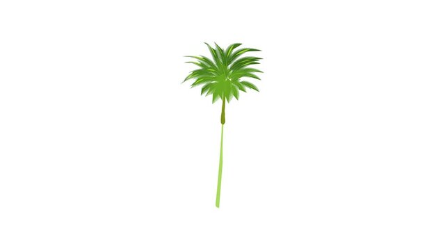 Thin palm tree icon animation best cartoon object on white background