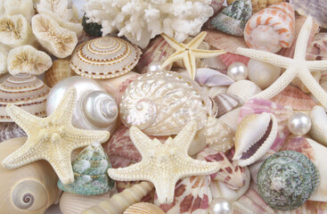 Pearls, starfishes, coral branch on seashells background