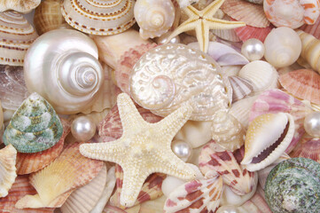 Seashells and starfish background