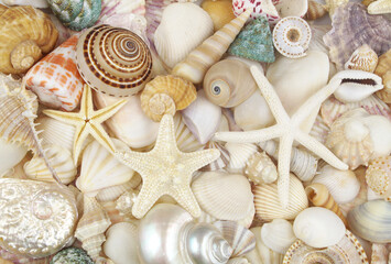 Starfishes and sea shells background, lots of amazing seashells and starfishes mixed together