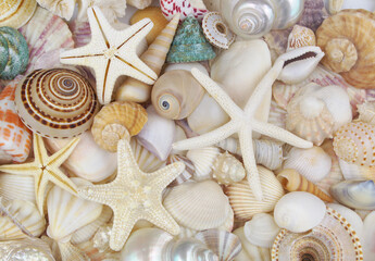 Seashell with starfishes. Shot of beautiful seashells texture or background.