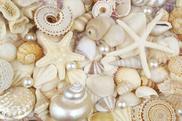 Starfishes and seashells background
