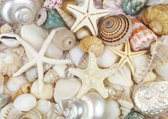 Different starfishes on many colorful seashells