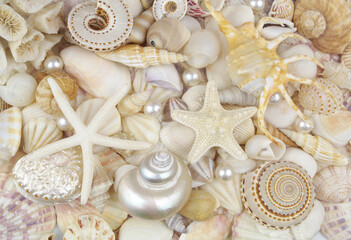 Tropical colorful seashells and starfish and white pearls.