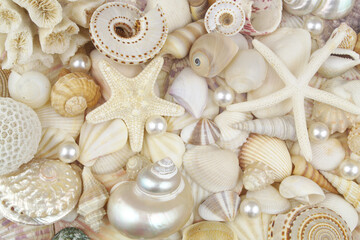 Seashells, pearls and starfishes background. Marine life and sea bottom theme.
