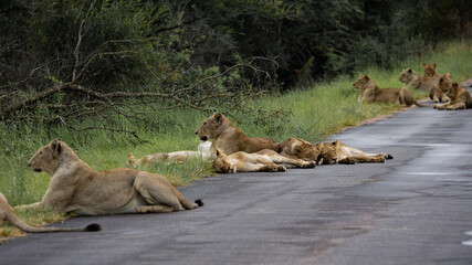 a large pride of lions in the road, Kruger national park.