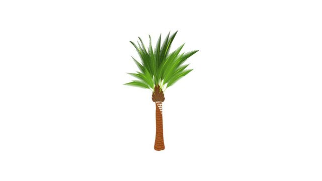 Traditional palm icon animation best cartoon object on white background