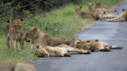 a large pride of lions in the road, Kruger national park.