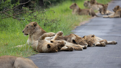 a large pride of lions in the road, Kruger national park.