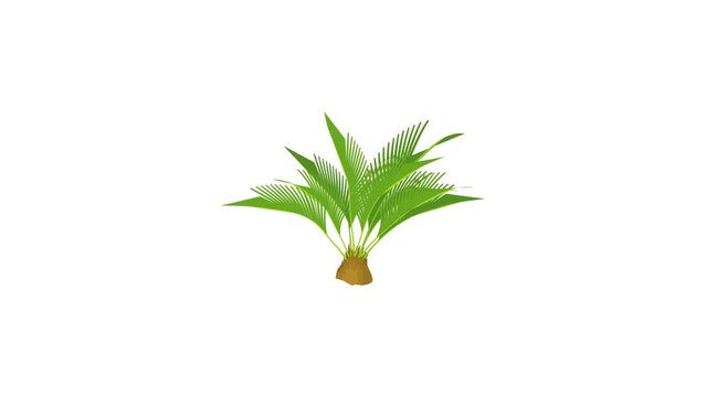Small palm tree icon animation best cartoon object on white background