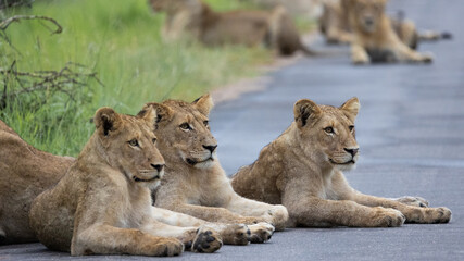 Naklejka na ściany i meble a large pride of lions in the road, Kruger national park.